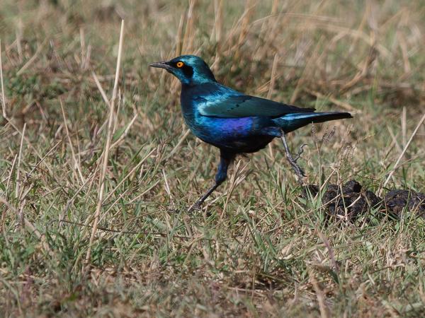 <h3><a href="/trips/tanzania/biota/animalia/chordata/aves/040 passeriformes/105 sturnidae/lamprotornis chalybaeus/lamprotornis chalybaeus-nl.html">Lamprotornis&nbsp;chalybaeus</a> / Greater&nbsp;blue‑eared&nbsp;starling / Groenstaartglansspreeuw</h3>OM-1 Mark II met OLYMPUS M.150-400mm F4.5 TC, 1/2000 sec  bij F5.6, ISO 400, afstand 29.3&nbsp;m